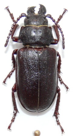 male